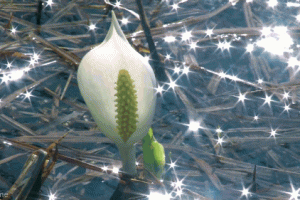 Water Lily Bloom With Sparkling Sunlight Water Animated Gif