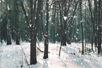 Winter Snow Nature Animated Gif Cool Super