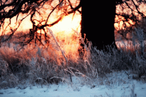 Winter Snow Nature Animated Gif Epic Cool