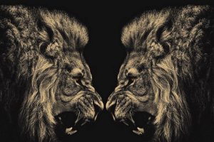Animals Lions Conflict Neat Image For Free