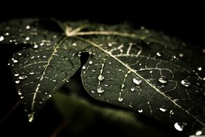 Leafy Droplets Photograph Get Neat Image For Free