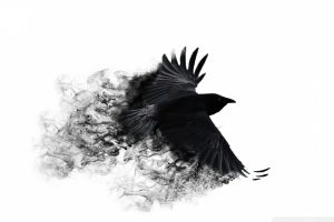 Minimalistic Crows White Background Neat Image For Free