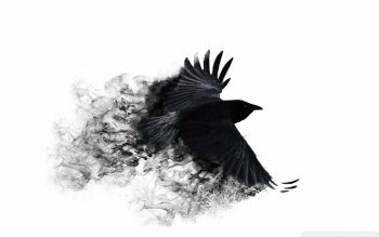 Minimalistic Crows White Background Neat Image For Free