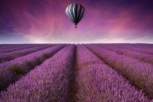 Nature Landscape Field Fields Air Balloon Flowers Purple Sky