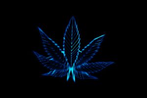 Pot Leaves Marijuana Drug