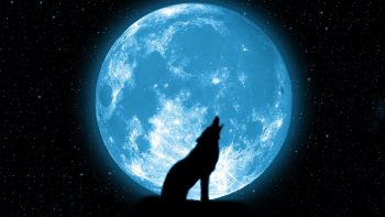 Wolf Howling Stars Beautiful Silhouette Space Sky